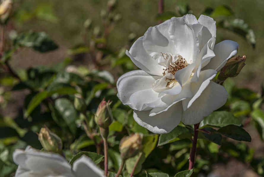 Rosa blanca - parque de Cervantes - Barcelona - Catalunya 2.jpg
